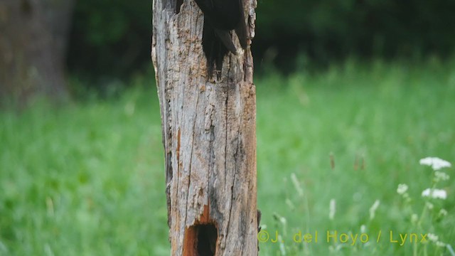 Black Woodpecker - ML348413891