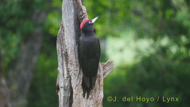 Black Woodpecker - ML348415531