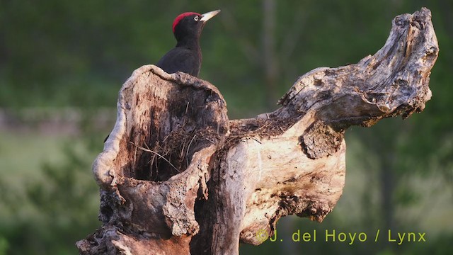 Black Woodpecker - ML348417031