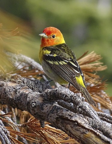 Western Tanager - ML348421331