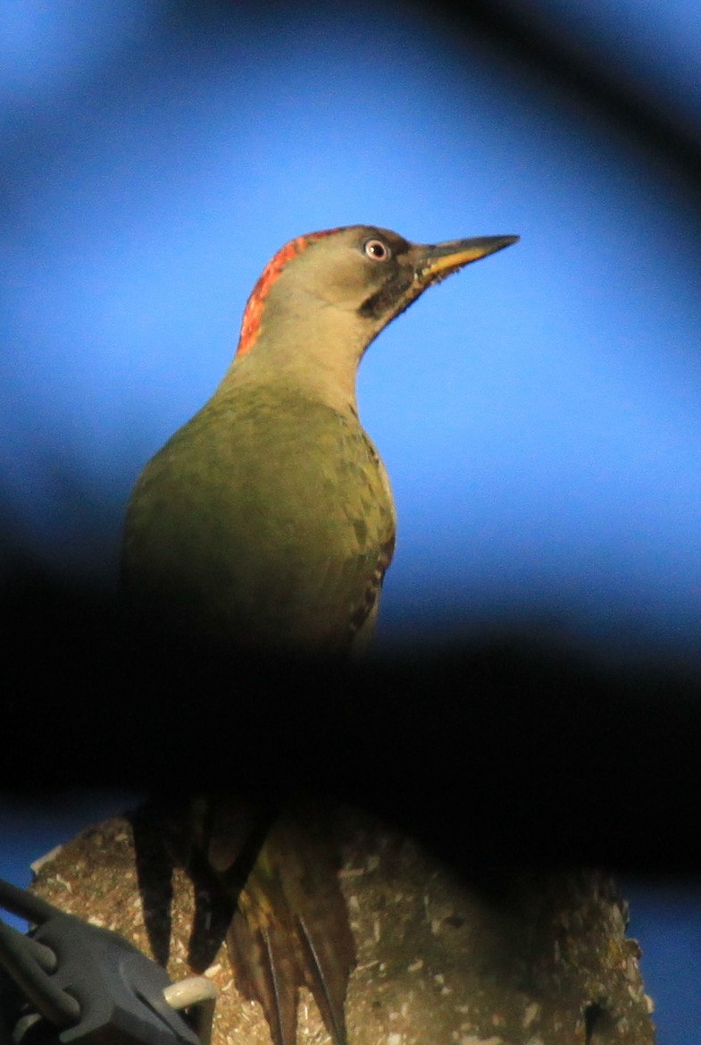 Iberian Green Woodpecker - ML34842361