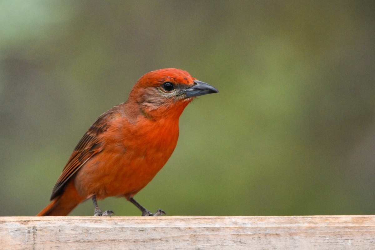 Hepatic Tanager (Northern) - ML348423611
