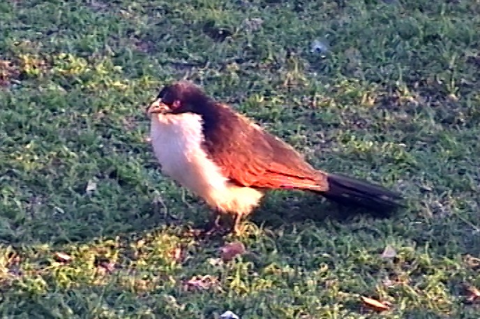 Coppery-tailed Coucal - ML348425651