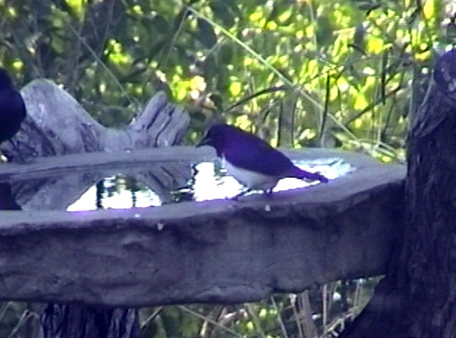 Violet-backed Starling - ML348426691