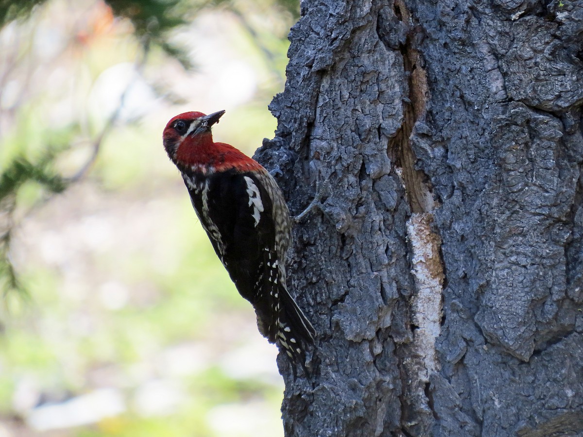 Red-breasted Sapsucker - ML348427461