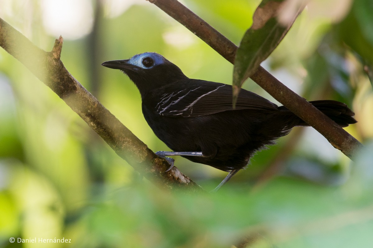 Bare-crowned Antbird - ML348428901