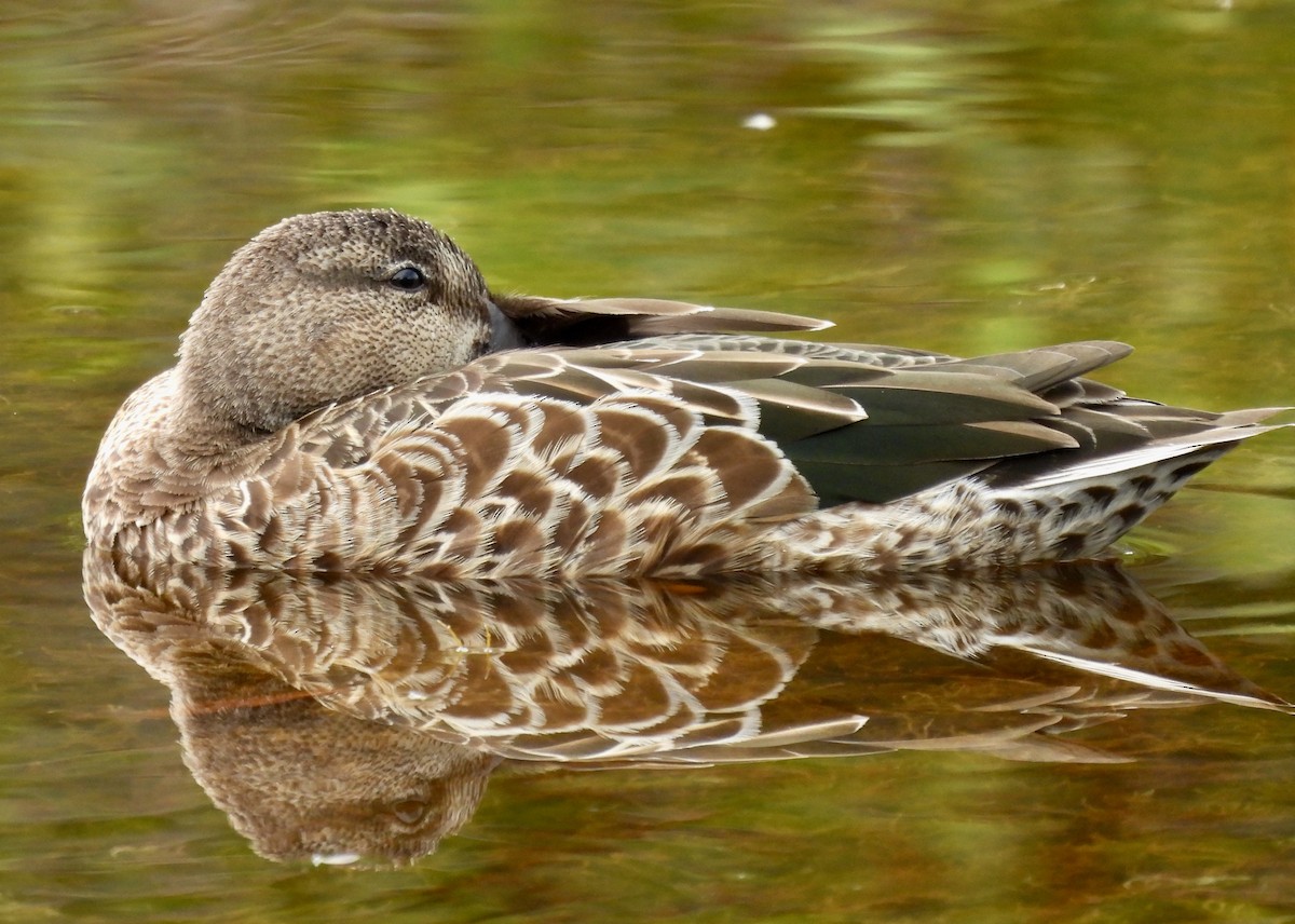 Blue-winged Teal - ML348431991