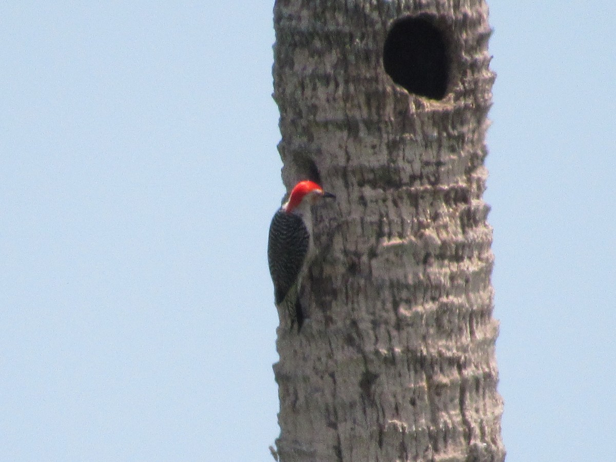 Red-bellied Woodpecker - David Stone
