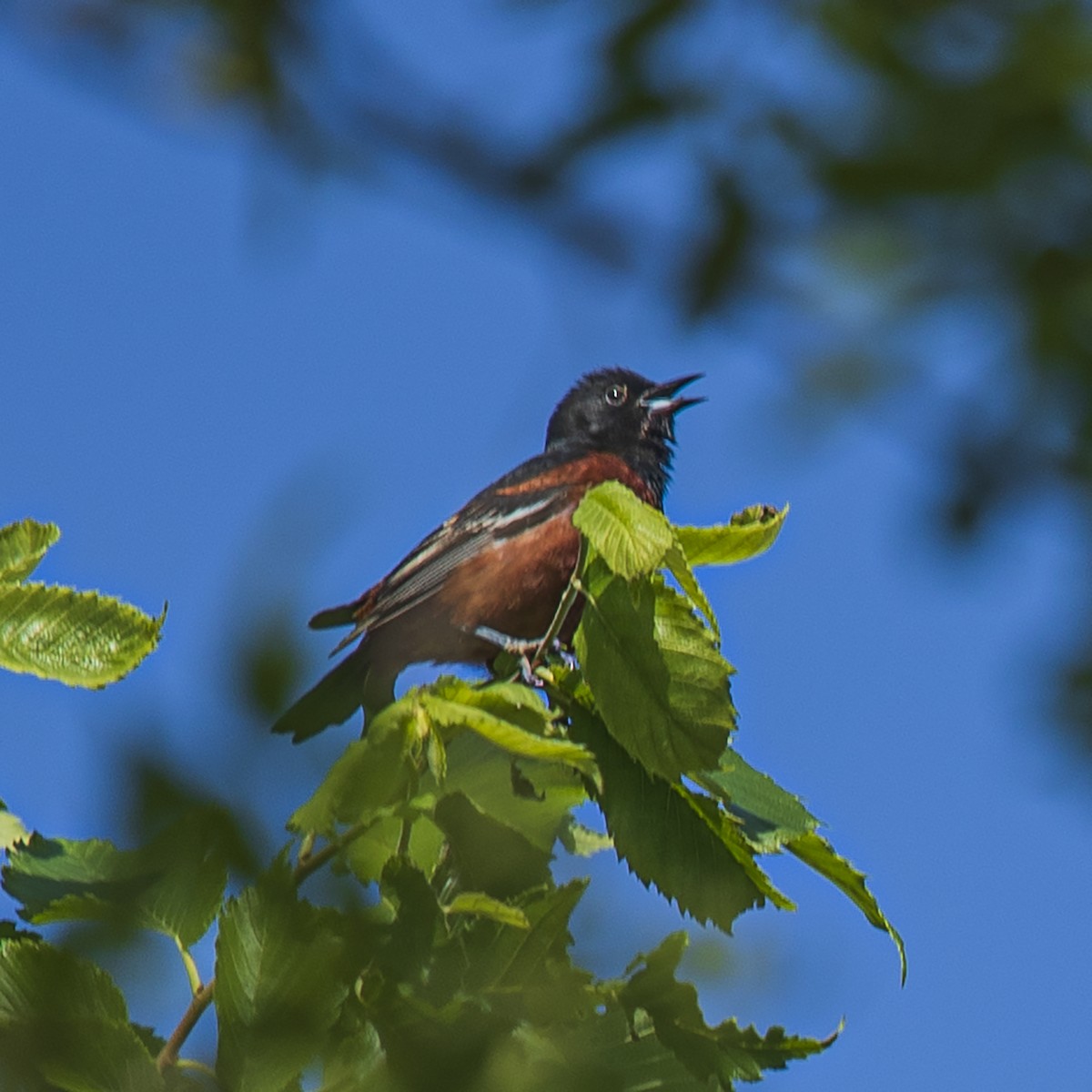 Orchard Oriole - ML348441981