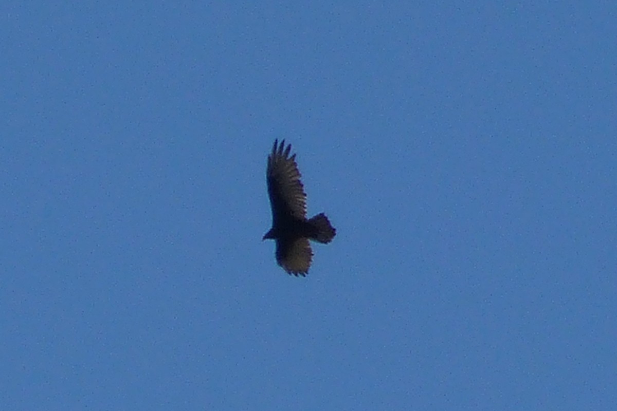 Turkey Vulture - ML34844481