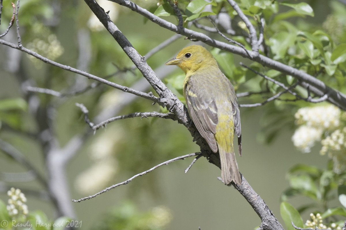 Western Tanager - ML348449251