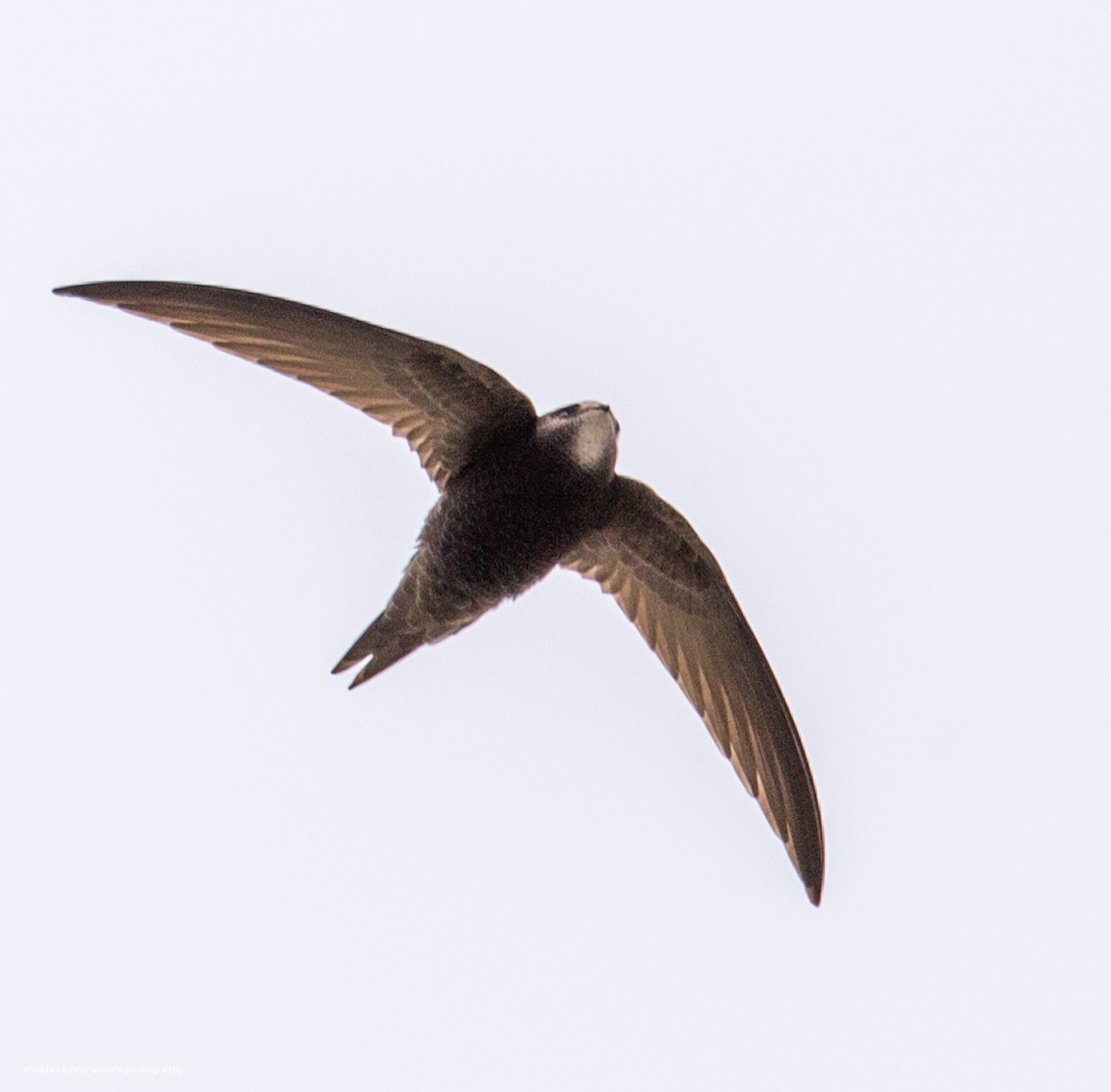 Common Swift - Choldan Gasha