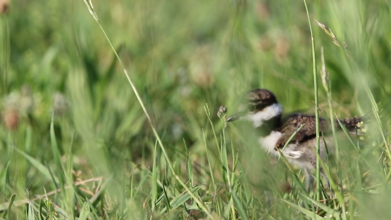 https://cdn.download.ams.birds.cornell.edu/api/v1/asset/348454451/thumb/1920