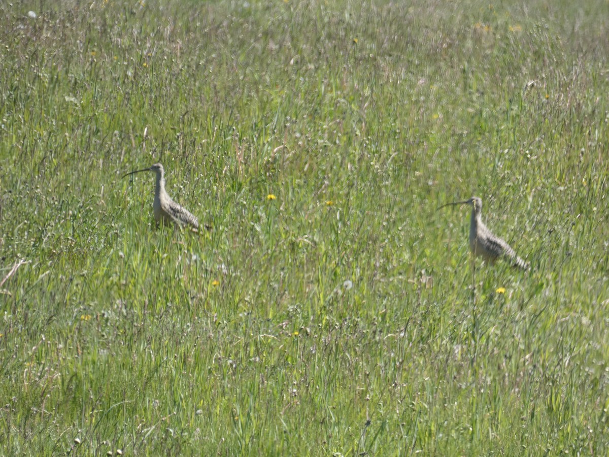 Long-billed Curlew - ML348458631