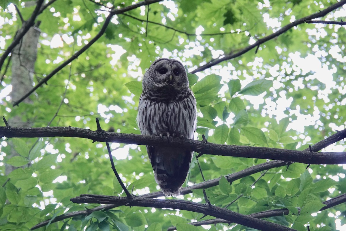 Barred Owl - Kevin F Murphy