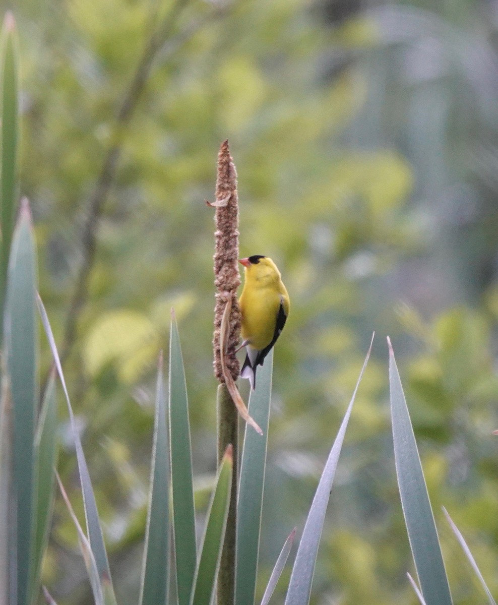 American Goldfinch - Kevin F Murphy