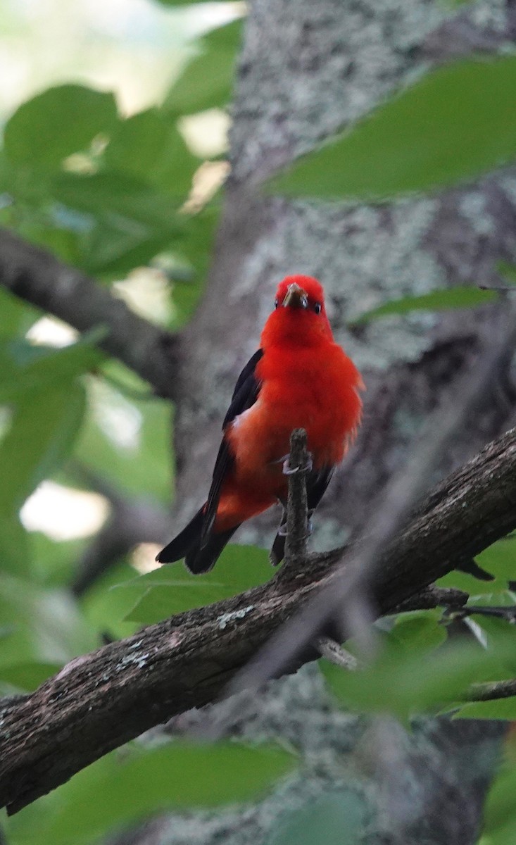 Scarlet Tanager - Kevin F Murphy
