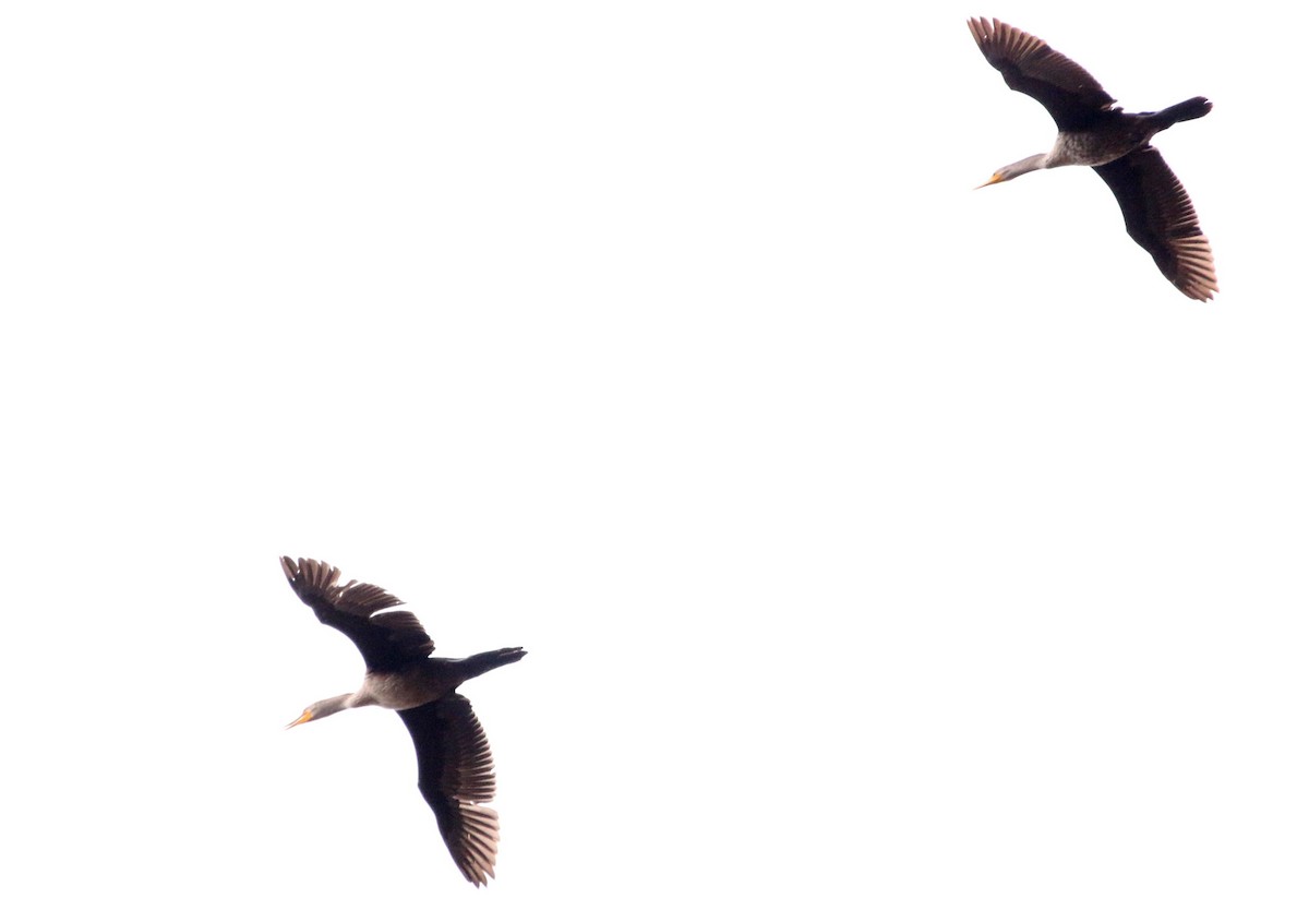 Double-crested Cormorant - Sarah Morris