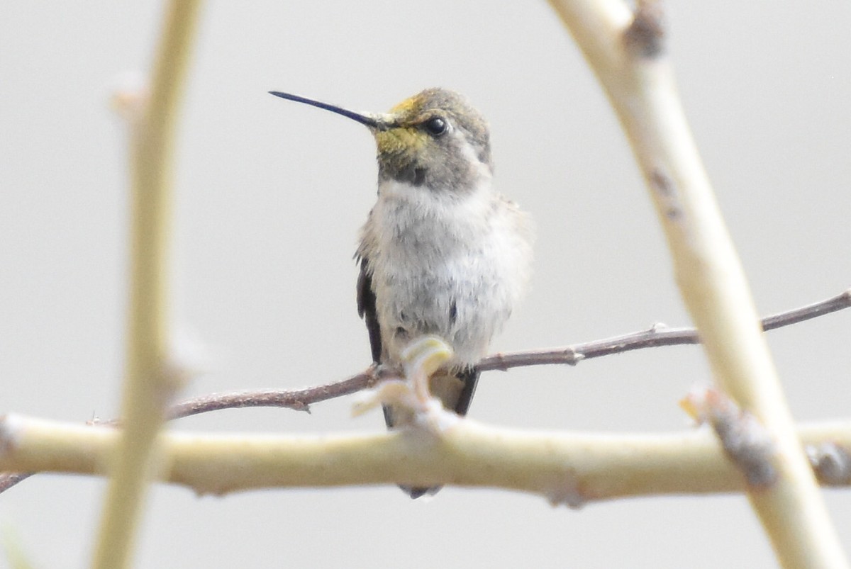 Costa's Hummingbird - ML348480581