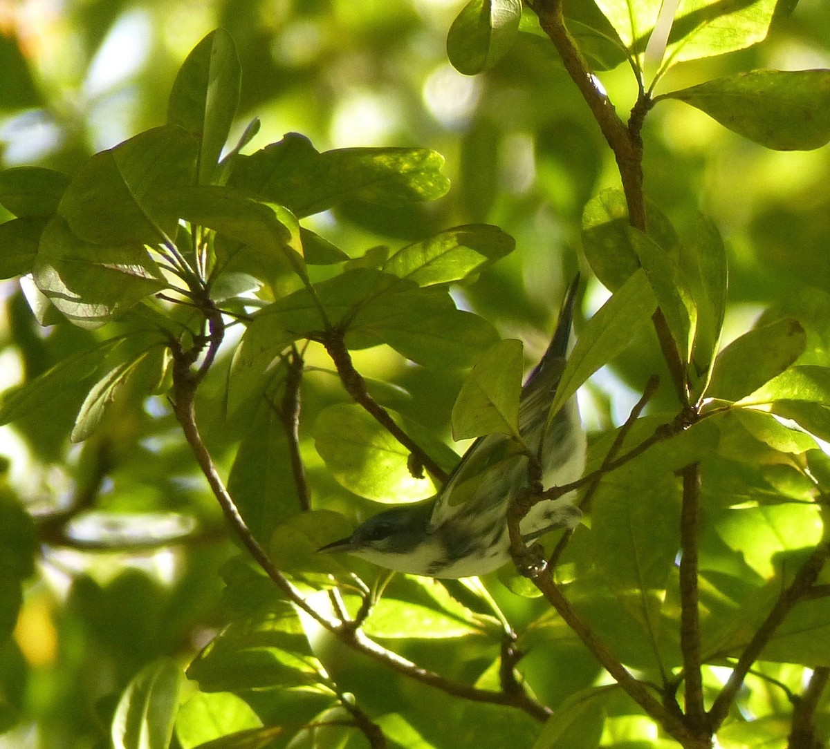 eBird Checklist 11 Sep 2016 Kendall Indian Hammocks Park 16 species