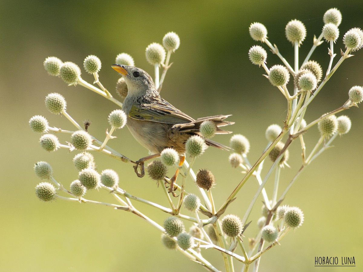 Wedge-tailed Grass-Finch - ML348485761
