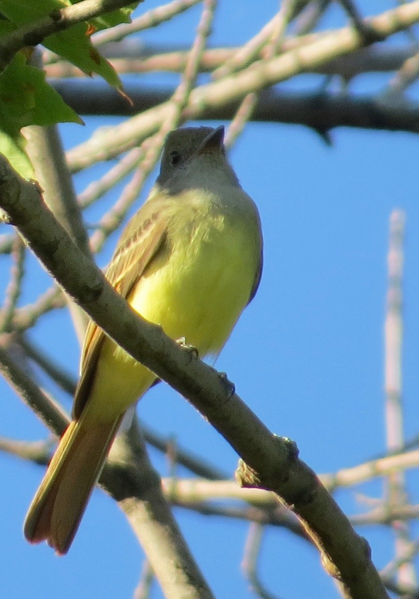Great Crested Flycatcher - ML34848751