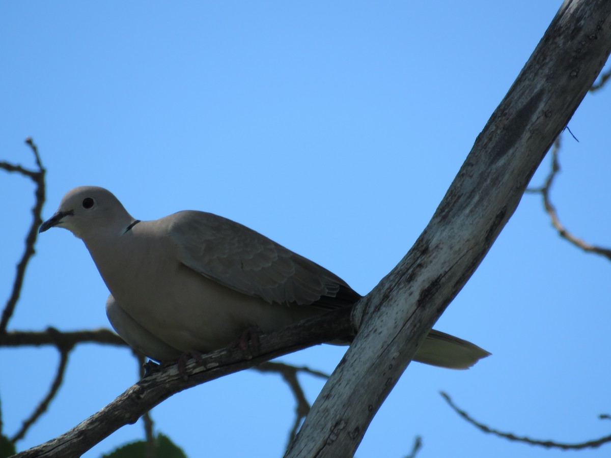 Eurasian Collared-Dove - Nathan Martineau