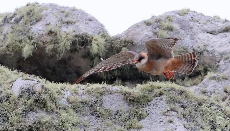 Red-footed Falcon - Kris Webb