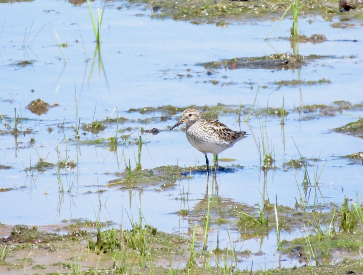 White-rumped Sandpiper - Barry  Coombs