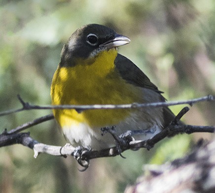 Yellow-breasted Chat - Brad Singer
