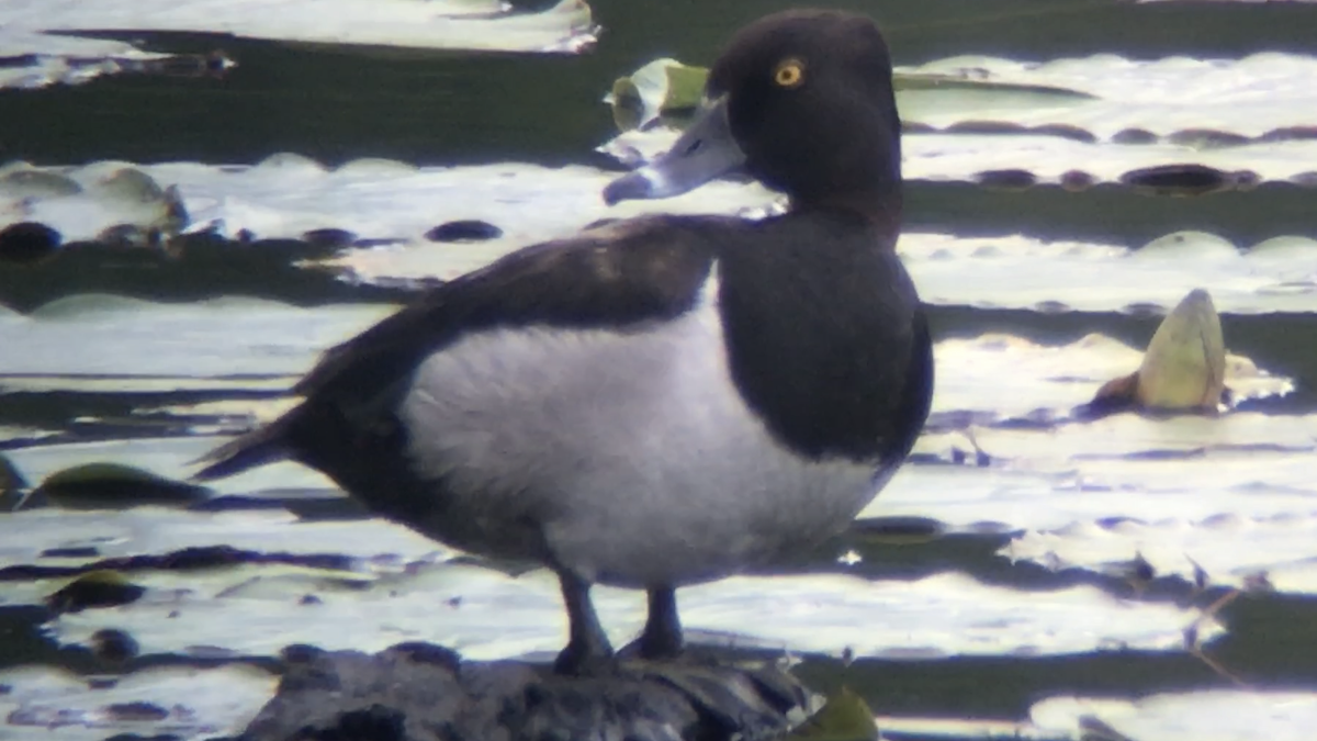 Ring-necked Duck - ML348500561