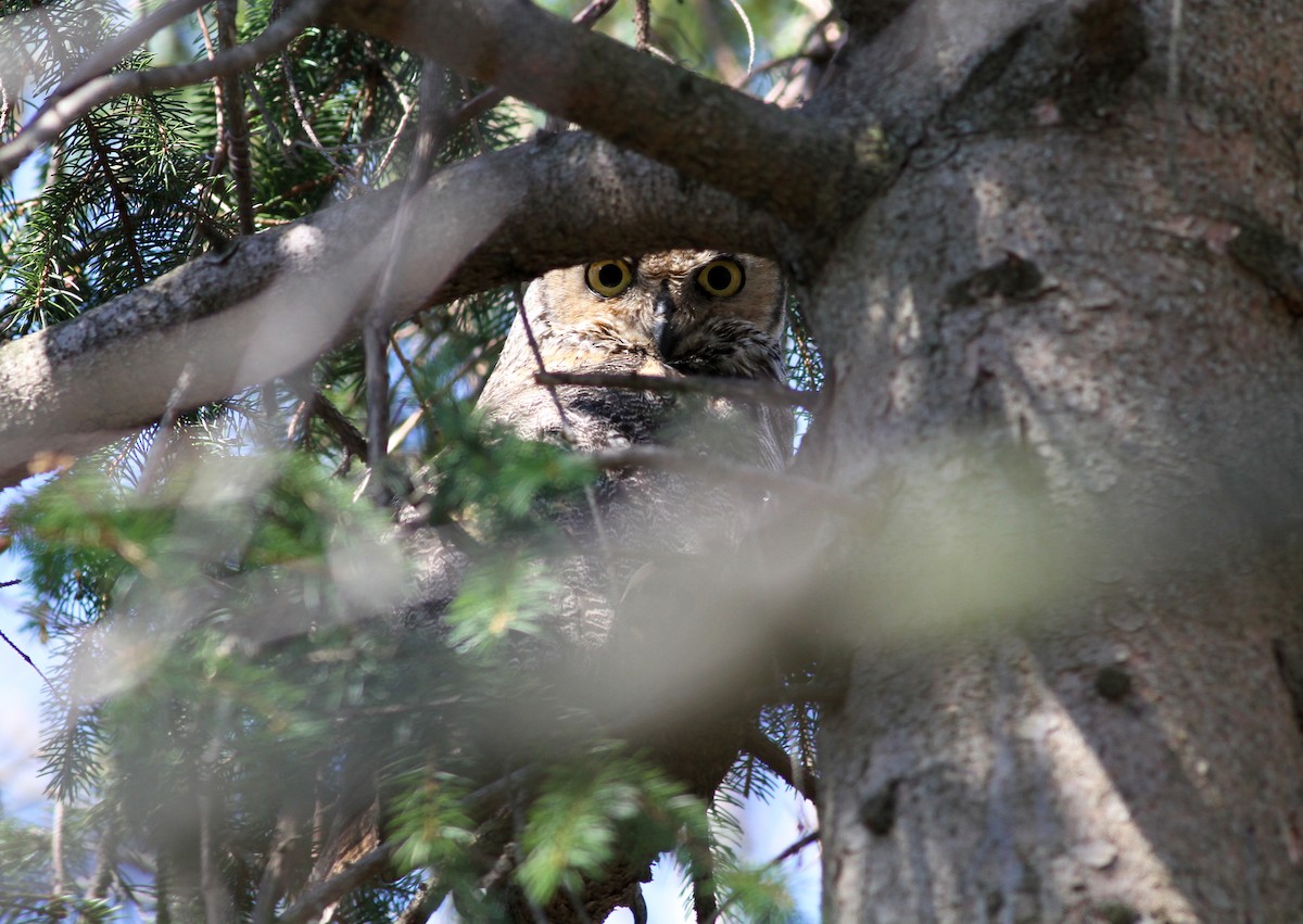 Great Horned Owl - ML34850411