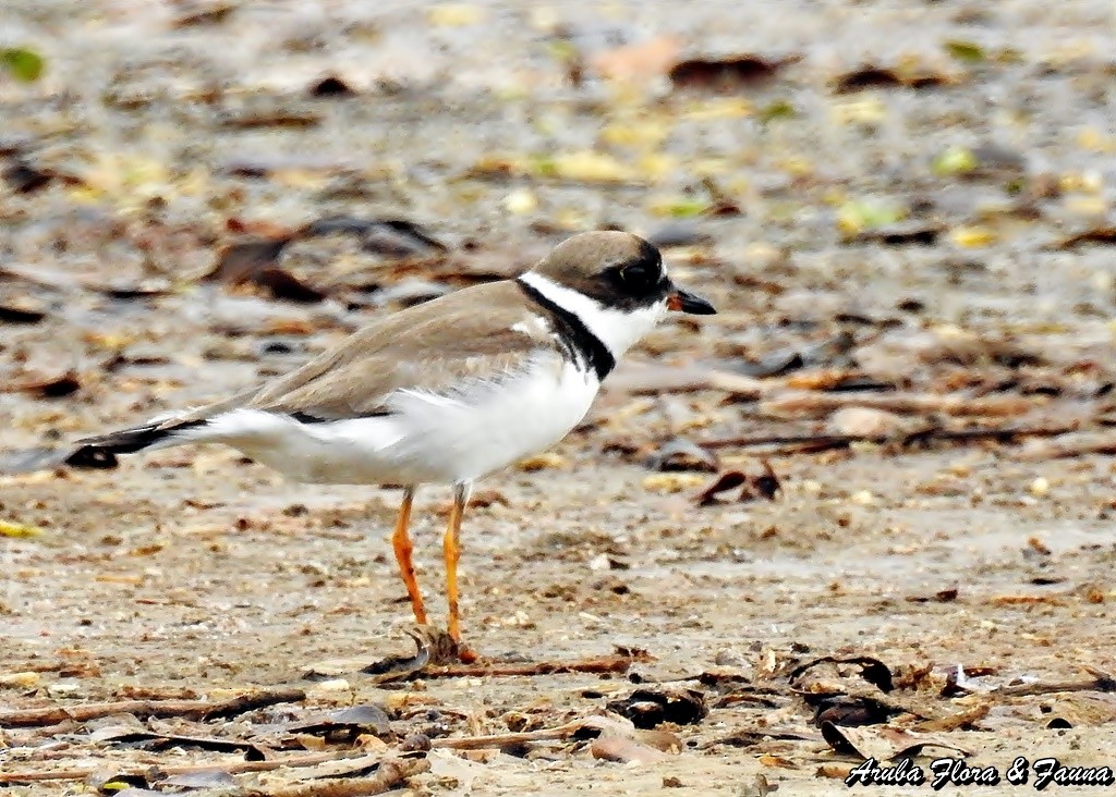 Semipalmated Plover - ML34850421