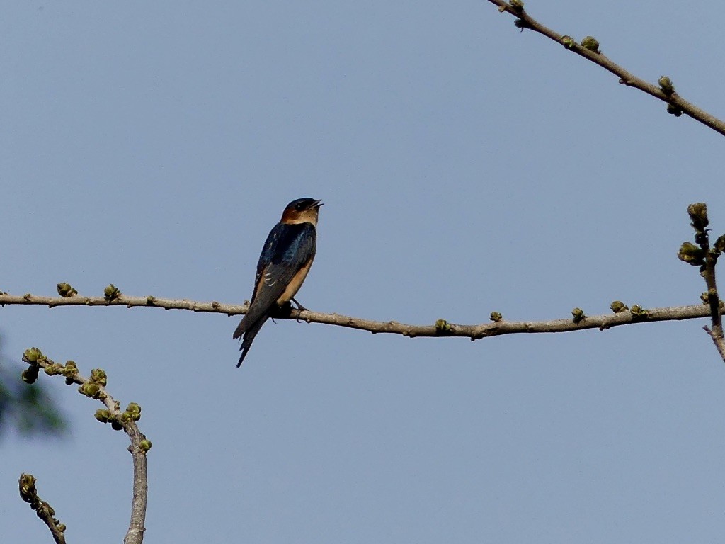 Red-rumped Swallow - ML348504291