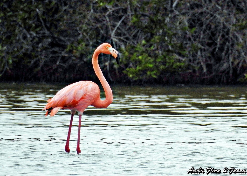 American Flamingo - Ross Wauben