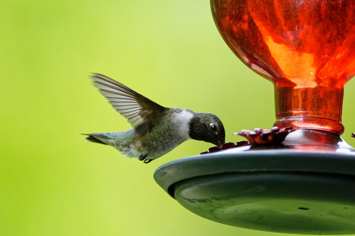 Black-chinned Hummingbird - Daniel Eslake