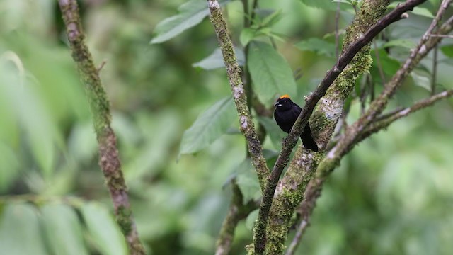Tawny-crested Tanager - ML348512831