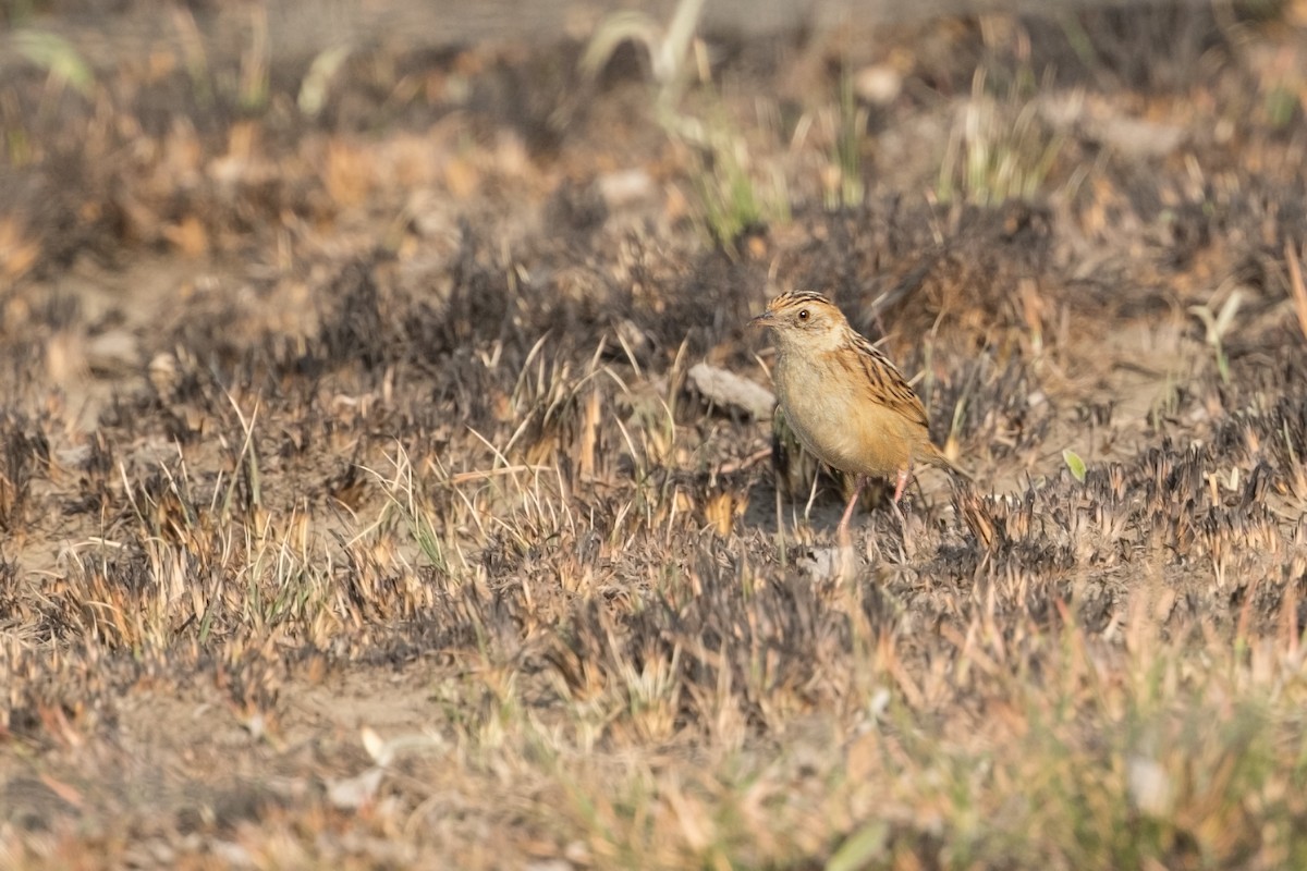 Wing-snapping Cisticola - ML348513421