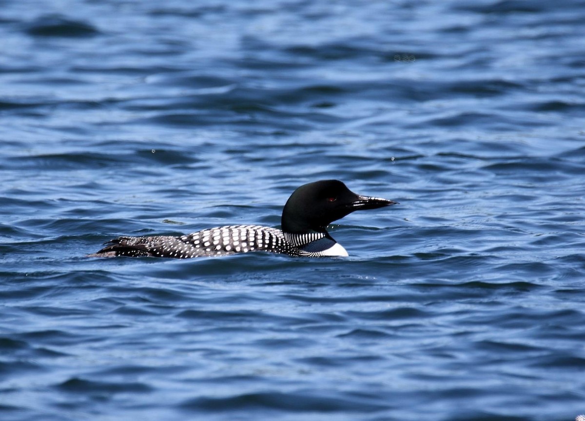 Common Loon - Robyn Savage