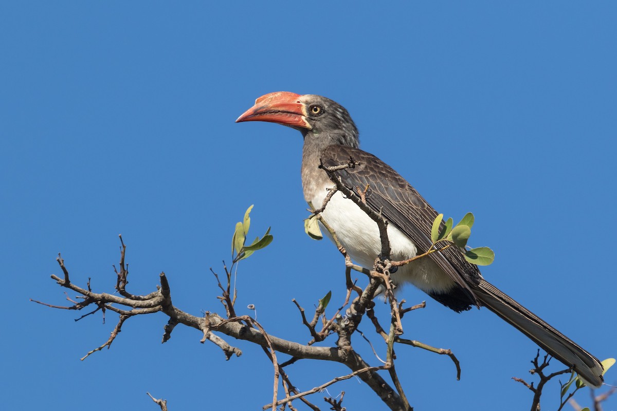 Crowned Hornbill - Michel Gutierrez