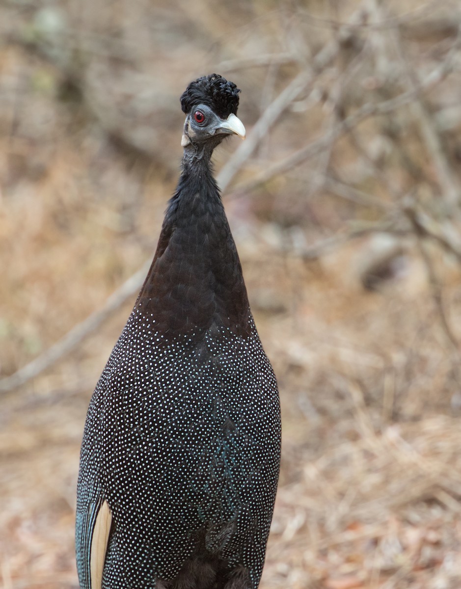 Southern Crested Guineafowl - ML348517931