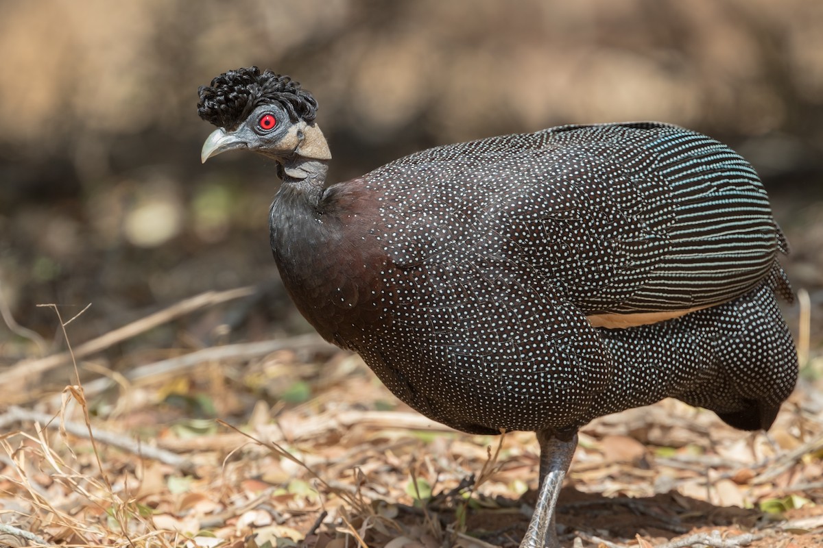 Southern Crested Guineafowl - ML348518091