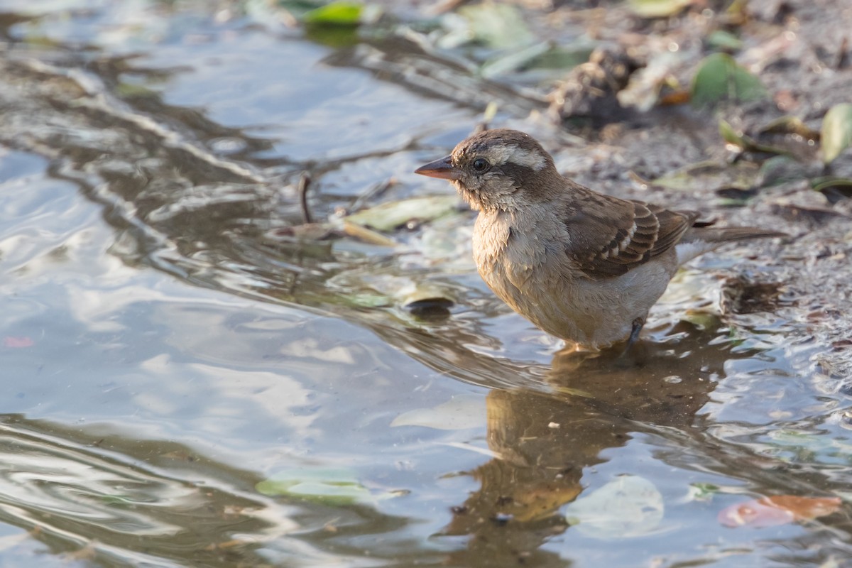 Yellow-throated Bush Sparrow - ML348518541