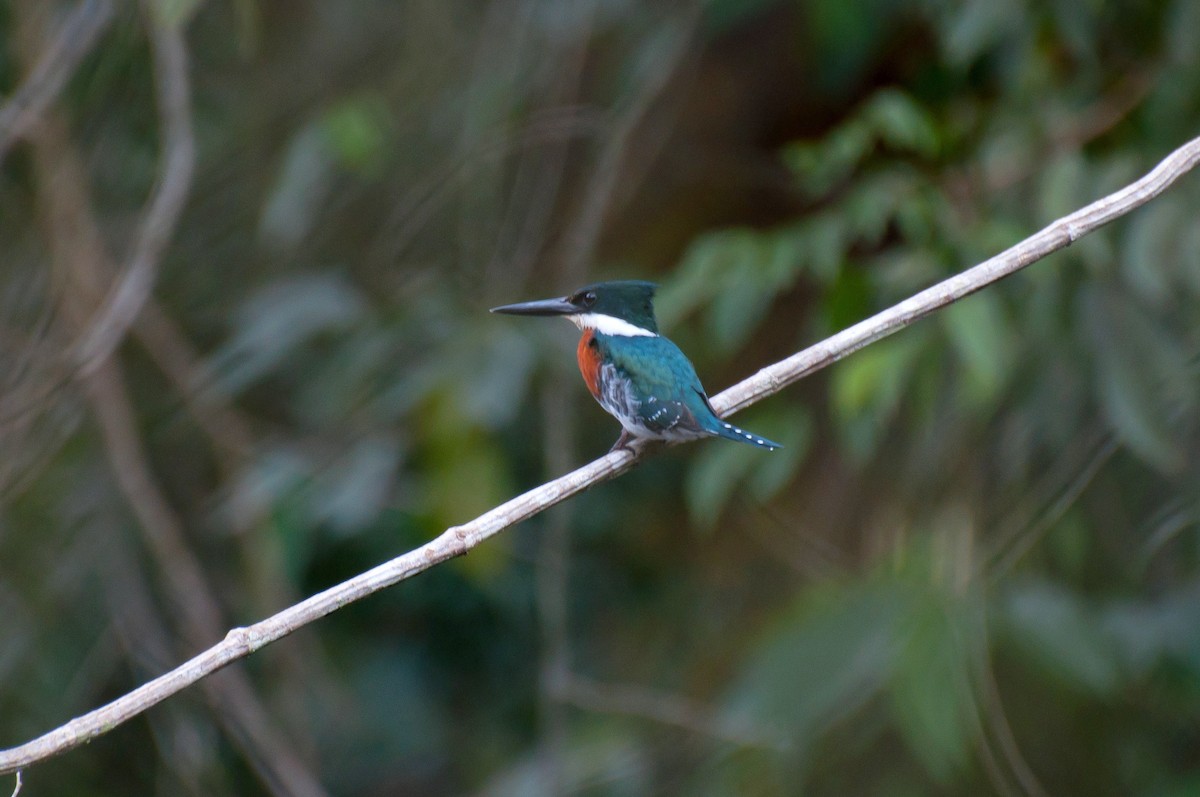 Green Kingfisher - Marcos Eugênio Birding Guide