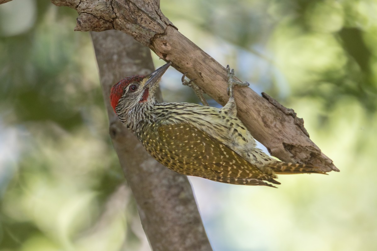 Golden-tailed Woodpecker - ML348520121