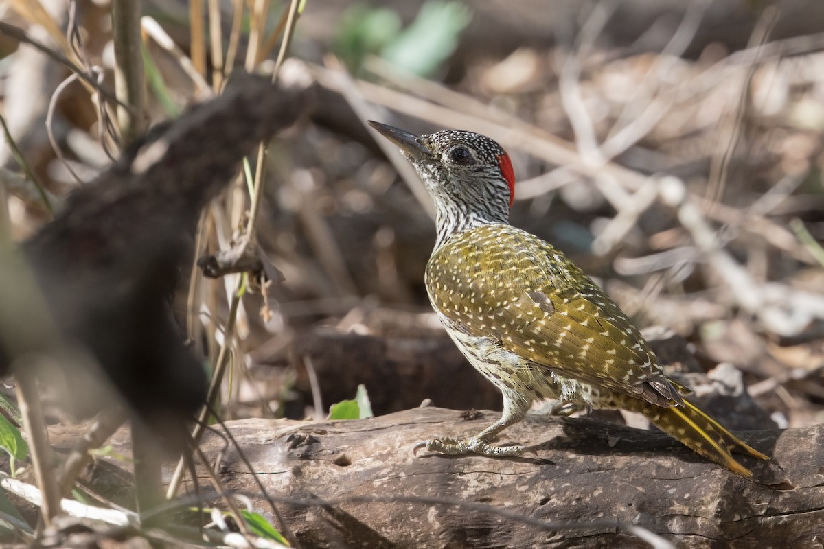 Golden-tailed Woodpecker - ML348520161