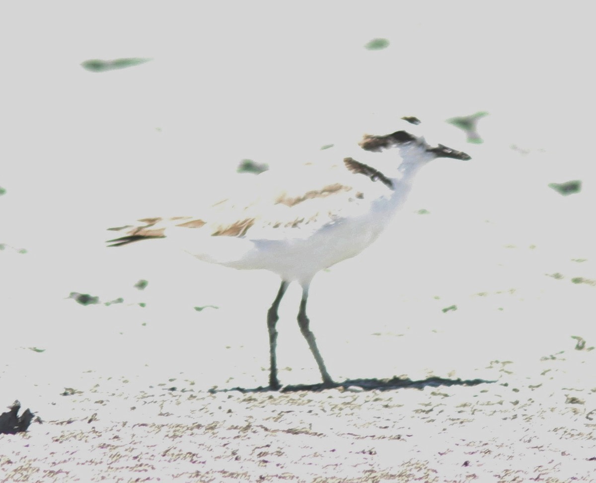 Snowy Plover - Jim Parker
