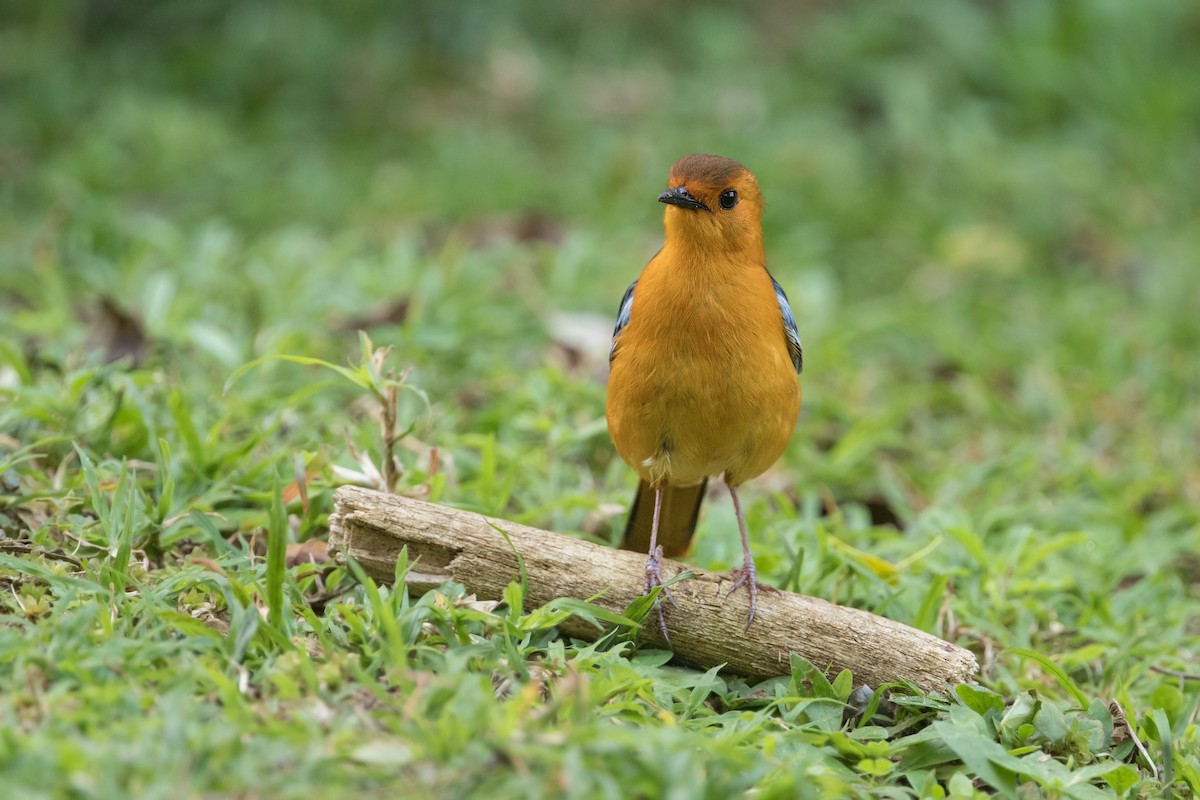Red-capped Robin-Chat - ML348523671