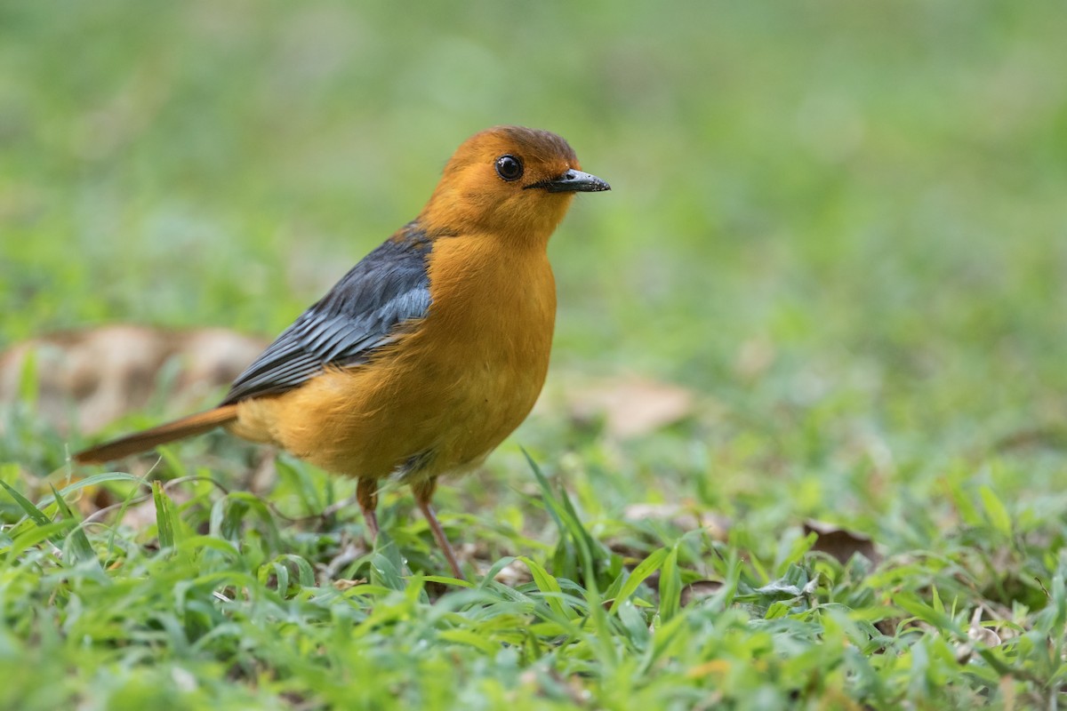 Red-capped Robin-Chat - ML348523801