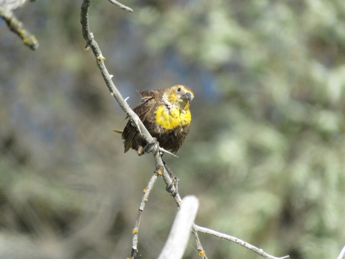 Yellow-headed Blackbird - ML34852641